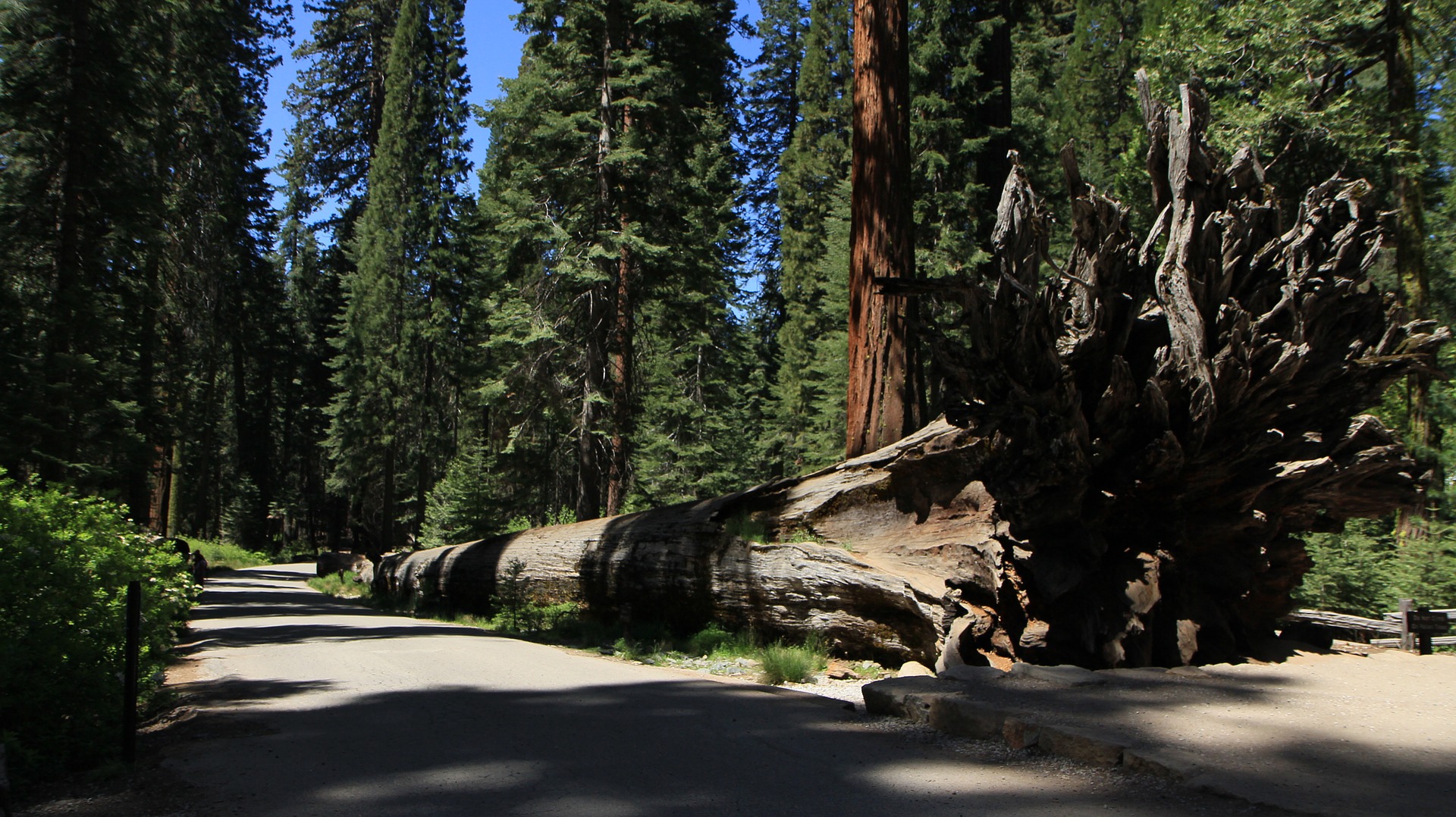 Redwood trees in Yosemite Park
