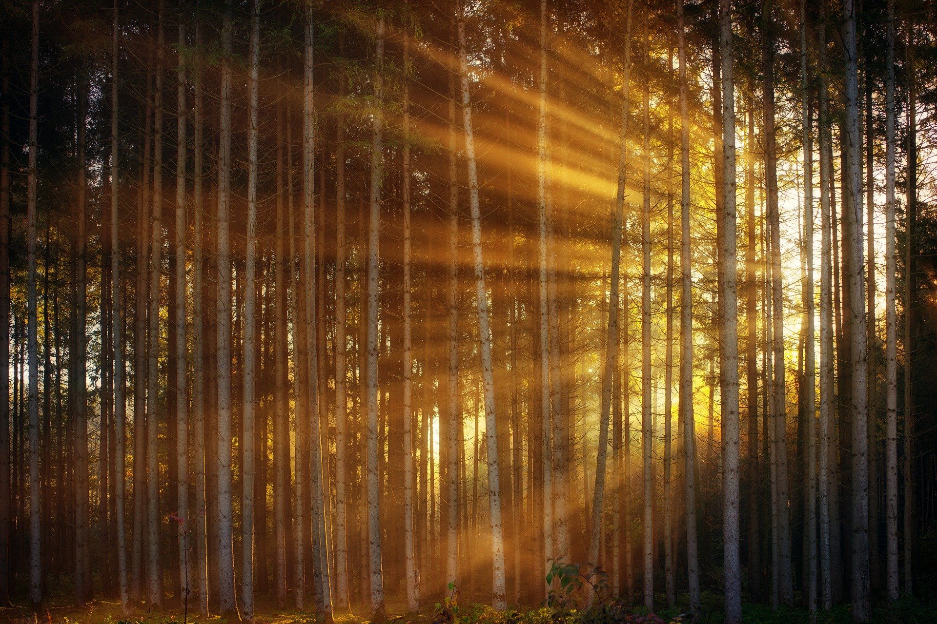 Rays of light filtered through a forest